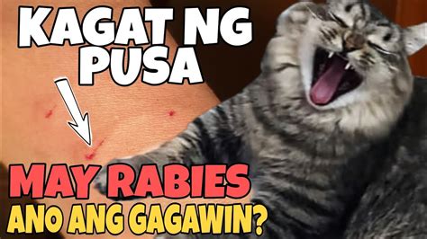 nag pakantot sa aso|Mabilis na Sagot: Ano ang gagawin kapag ang iyong aso ay .